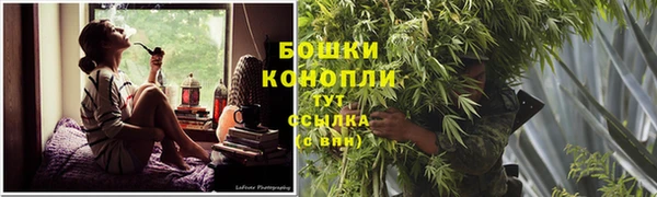 сатива Белокуриха